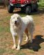 Great Pyrenees Puppies for sale in Marble Falls, TX 78654, USA. price: NA
