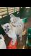 Great Pyrenees Puppies for sale in Mena, AR 71953, USA. price: NA