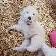 Great Pyrenees Puppies for sale in Marriottsville, MD 21104, USA. price: NA