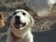 Great Pyrenees Puppies for sale in Colorado Springs, CO, USA. price: NA