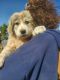 Great Pyrenees Puppies for sale in Show Low, AZ 85901, USA. price: $650