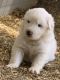 Great Pyrenees Puppies for sale in Trinidad, CO 81082, USA. price: NA