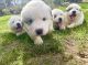 Great Pyrenees Puppies for sale in Charlton, MA 01507, USA. price: NA