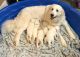 Beautiful Great Pyrenees Puppies
