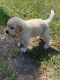 Great Pyrenees Puppies for sale in Bellingham, MA, USA. price: NA