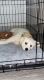 Great Pyrenees Puppies for sale in Rowlett, TX, USA. price: $300