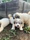 Great Pyrenees Puppies