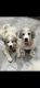 AKC Great Pyrenees Brothers