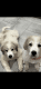 AKC Great Pyrenees Brothers - chipped