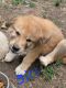 Great Pyrenees Puppies for sale in Whitewater, KS 67154, USA. price: $20,000