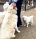 Great Pyrenees Puppies for sale in Sierra Vista, AZ, USA. price: NA