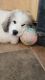 Great Pyrenees Puppies for sale in Waterbury, CT 06708, USA. price: NA