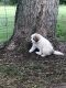 Great Pyrenees Puppies for sale in Hubbard Lake, MI 49747, USA. price: $400