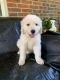 Great Pyrenees Puppies for sale in Tulsa, OK, USA. price: NA