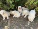 Great Pyrenees Puppies for sale in Amity, OR 97101, USA. price: NA