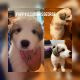 Great Pyrenees Puppies for sale in Fort Smith, AR, USA. price: NA