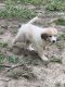 Great Pyrenees Puppies for sale in Clinton, IN 47842, USA. price: NA