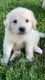 Great Pyrenees Puppies for sale in West Lafayette, IN, USA. price: NA