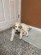 Great Pyrenees Puppies for sale in Aurora, CO, USA. price: NA