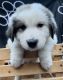 Great Pyrenees Puppies for sale in Midland, MI, USA. price: $600