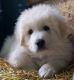 Great Pyrenees Puppies for sale in Oregon City, OR 97045, USA. price: NA