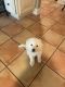Great Pyrenees Puppies for sale in Sea Girt, NJ 08750, USA. price: NA