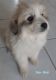Great Pyrenees Puppies for sale in Lakeville, MI 48367, USA. price: $1,000