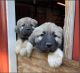 Great Pyrenees Puppies for sale in Walkerton, IN 46574, USA. price: NA