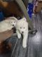 Great Pyrenees Puppies for sale in Montrose, CO, USA. price: NA