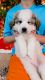 Great Pyrenees Puppies for sale in Oxford Charter Township, MI, USA. price: $500