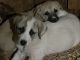Great Pyrenees Puppies for sale in Searcy, AR, USA. price: NA