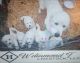 Great Pyrenees Puppies for sale in Lewisville, IN 47352, USA. price: NA