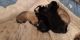Great Pyrenees Puppies for sale in Garland, TX, USA. price: $120