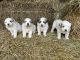 Great Pyrenees Puppies for sale in Lafayette, IN 47905, USA. price: NA