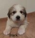 Great Pyrenees Puppies for sale in Kempton, IN 46049, USA. price: NA