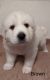 Great Pyrenees Puppies for sale in Kempton, IN 46049, USA. price: NA