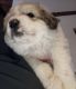 Great Pyrenees Puppies for sale in Coldwater, MS 38618, USA. price: $150