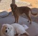 Great Pyrenees Puppies for sale in Sierra Vista, AZ, USA. price: $600