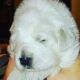 Great Pyrenees Puppies for sale in Brighton, CO, USA. price: NA