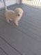 Great Pyrenees Puppies for sale in Cape Charles, VA 23310, USA. price: NA