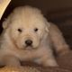 Great Pyrenees Puppies for sale in Spencer, VA 24112, USA. price: NA