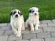 Great Pyrenees Puppies for sale in Buckeye, AZ 85396, USA. price: NA