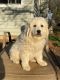Great Pyrenees Puppies for sale in 1800 FM574, Mullin, TX 76864, USA. price: NA