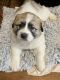 Great Pyrenees Puppies for sale in Burlington, IA, USA. price: NA
