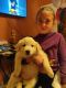 Great Pyrenees Puppies for sale in Hereford, AZ 85615, USA. price: NA