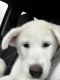 Great Pyrenees Puppies for sale in Indianapolis, IN 46228, USA. price: NA