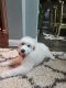 Great Pyrenees Puppies for sale in Prosper, TX, USA. price: NA