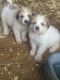 Great Pyrenees Puppies for sale in Mauriceville, TX 77632, USA. price: NA