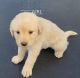 Great Pyrenees Puppies for sale in Texarkana, AR 71854, USA. price: NA
