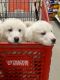 Great Pyrenees Puppies for sale in Muir, MI, USA. price: $400